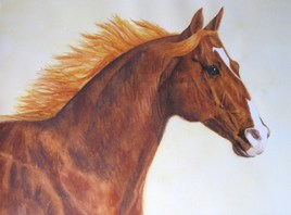 Quarter horse, galop