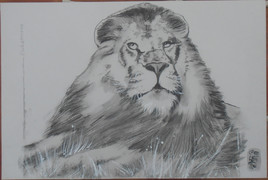 GOLETTO : &eacute;tude Lion pour huile/toile en cours