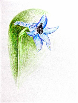 Fleur de dauphinelle / Drawing : a flower of larkspur