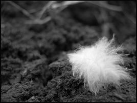 Léger comme plume...