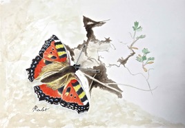 papillon La Vanesse de l'ortie / Painting : The Vanessa of the stinging nettle (Aglais urticae)