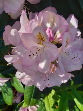 Fleur en Bretagne.
