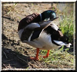 résolument coin coin