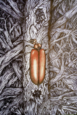 "Bestiaire du petit monde qui nous entoure N&deg;15 - Callidie sanguine".