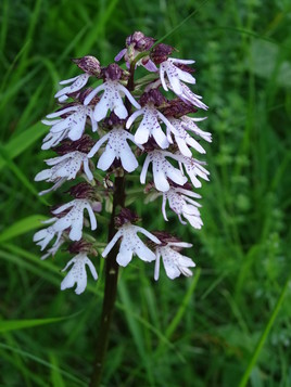 orchis pourpre