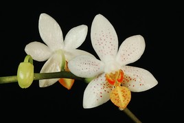 Phalaenopsis Mini Charm