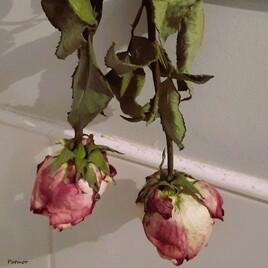 Roses &agrave; s&eacute;cher