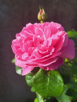 La Rose d'avril...by Fersé
