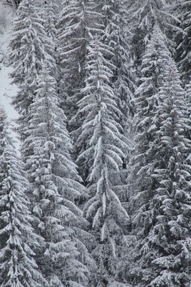 Sapins de neige