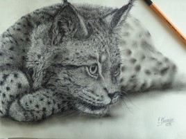 Lynx