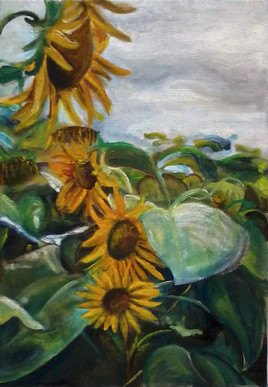 tournesols fan&eacute;s