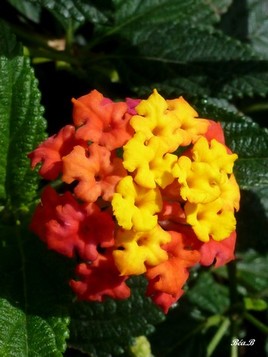 Arc en ciel de couleur