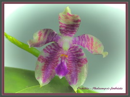 Phalaenopsis fimbriata 2