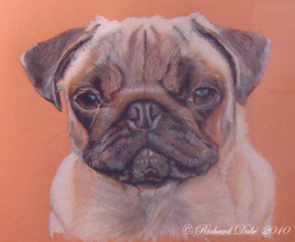 Le Carlain (Pug)