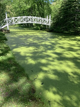 Pont sur cour deau vert
