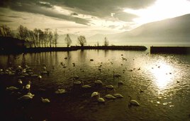 Le lac aux cygnes - Le fichier 20€ - Tirages tous formats voir mon site sur mon profil