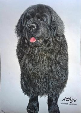 Portrait d'un Terre Neuve