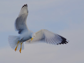 L'ange go&eacute;land