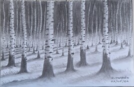 For&ecirc;t de bouleaux