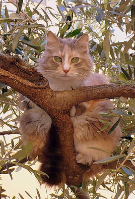 chat perché sur un olivier