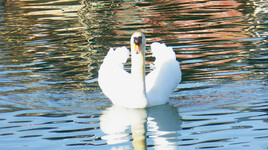 Cygne sur la Siagne