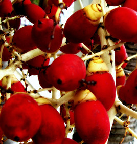 Fruits rouges