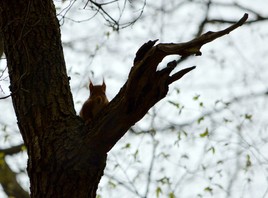cache-cache l'écureuil
