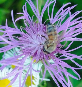 abeille qui butine sur centaurée