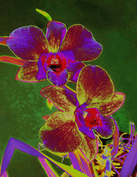 Photo d'orchidée retouchée 1