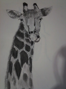 Girafe paisible