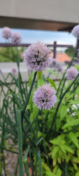 Chives flowers
