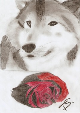 Loup et rose