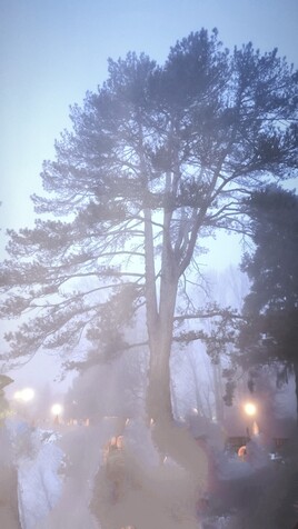 brume et arbre