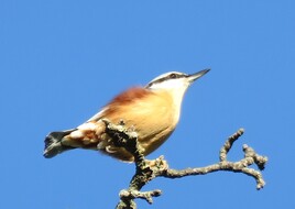 Sittelle torchepot (Sitta europaea) / Photo An Eurasian nuthatch