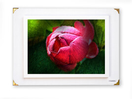 Le printemps est revenu