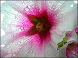 Fleur mouill&eacute;e.