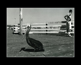 L'homme et le p&eacute;lican - Pismo beach - Californie  -  USA
