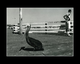 L'homme et le pélican - Pismo beach - Californie  -  USA