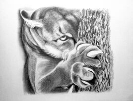 Puma &agrave; l'aff&ucirc;t