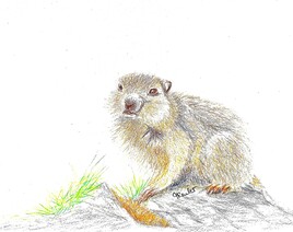 Dessin Jeune marmotte (Marmota marmota) / Drawing A young marmot