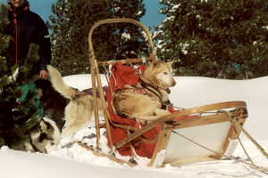 Chiens de tra&icirc;neau 8