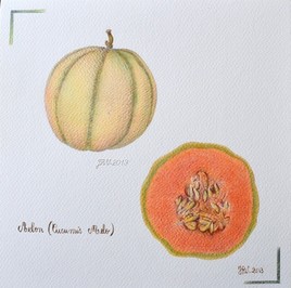 Melon (Cucumis Melo)
