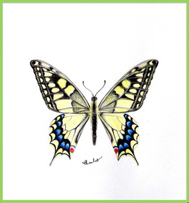 Machaon (Papilio machaon) / Painting A Swallowtail
