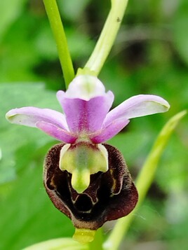 Orchid&eacute;e bourbon