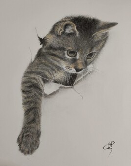 Chat au crayon