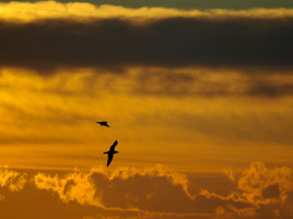 Vol sur couchant