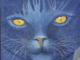chat bleu