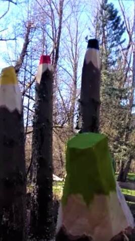les crayons de la for&ecirc;t