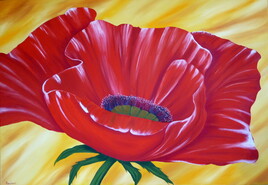 Coquelicots flamboyant