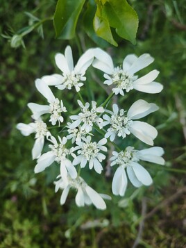 caucalis a grande fleurs